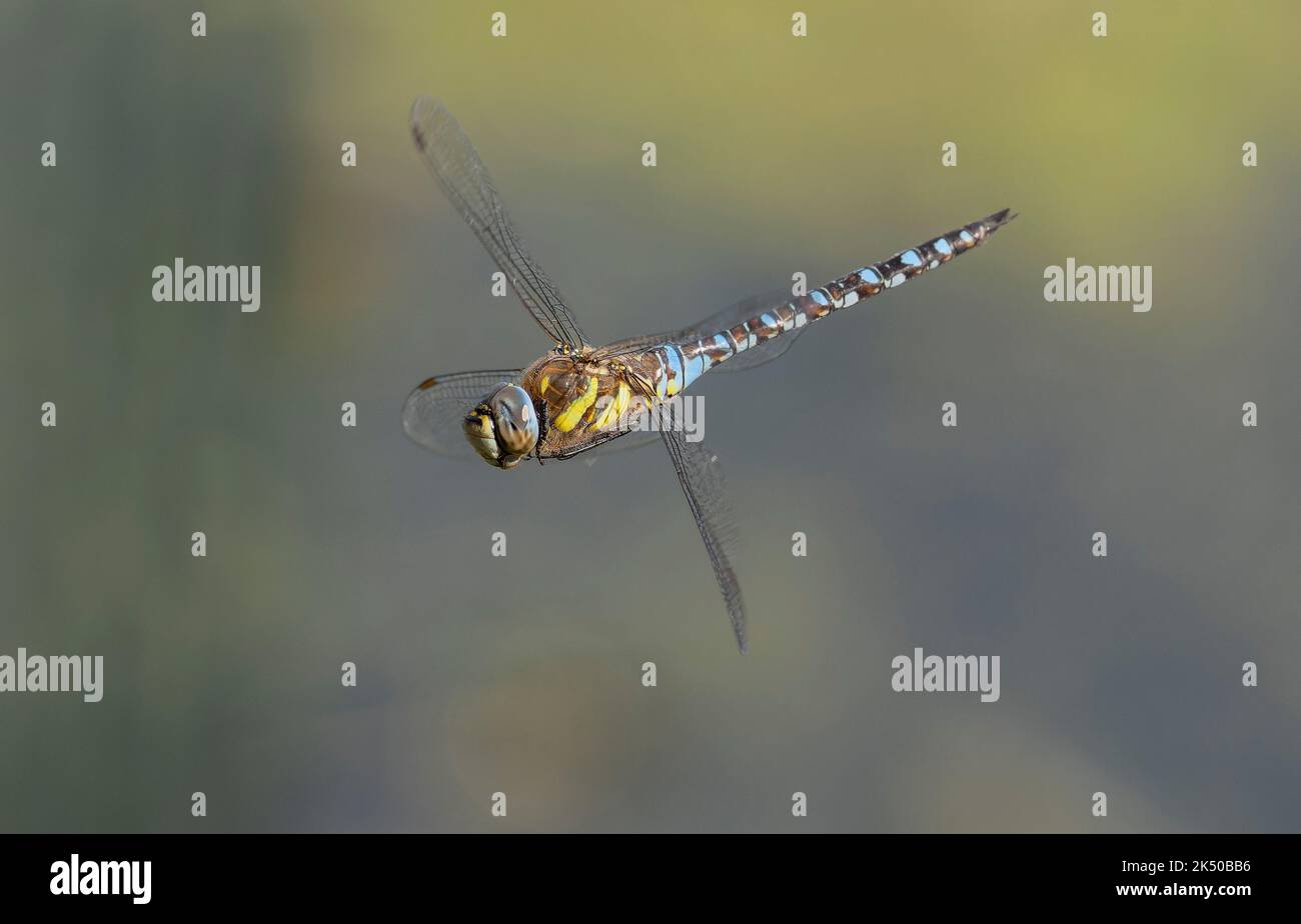 Maschio Hawker Migrant, Aeshna mixta, in volo, che si affaccia sul bordo di un lago, Somerset. Foto Stock