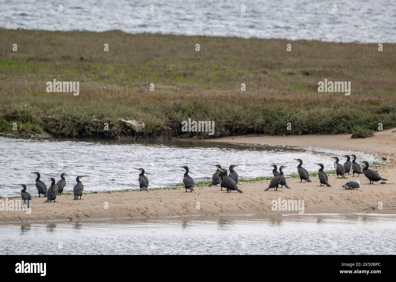 Gruppo di cormorano comune, carbo Phalacrocorax, roosting e loafing sulla riva di sabbia nel porto di Poole. Dorset. Foto Stock