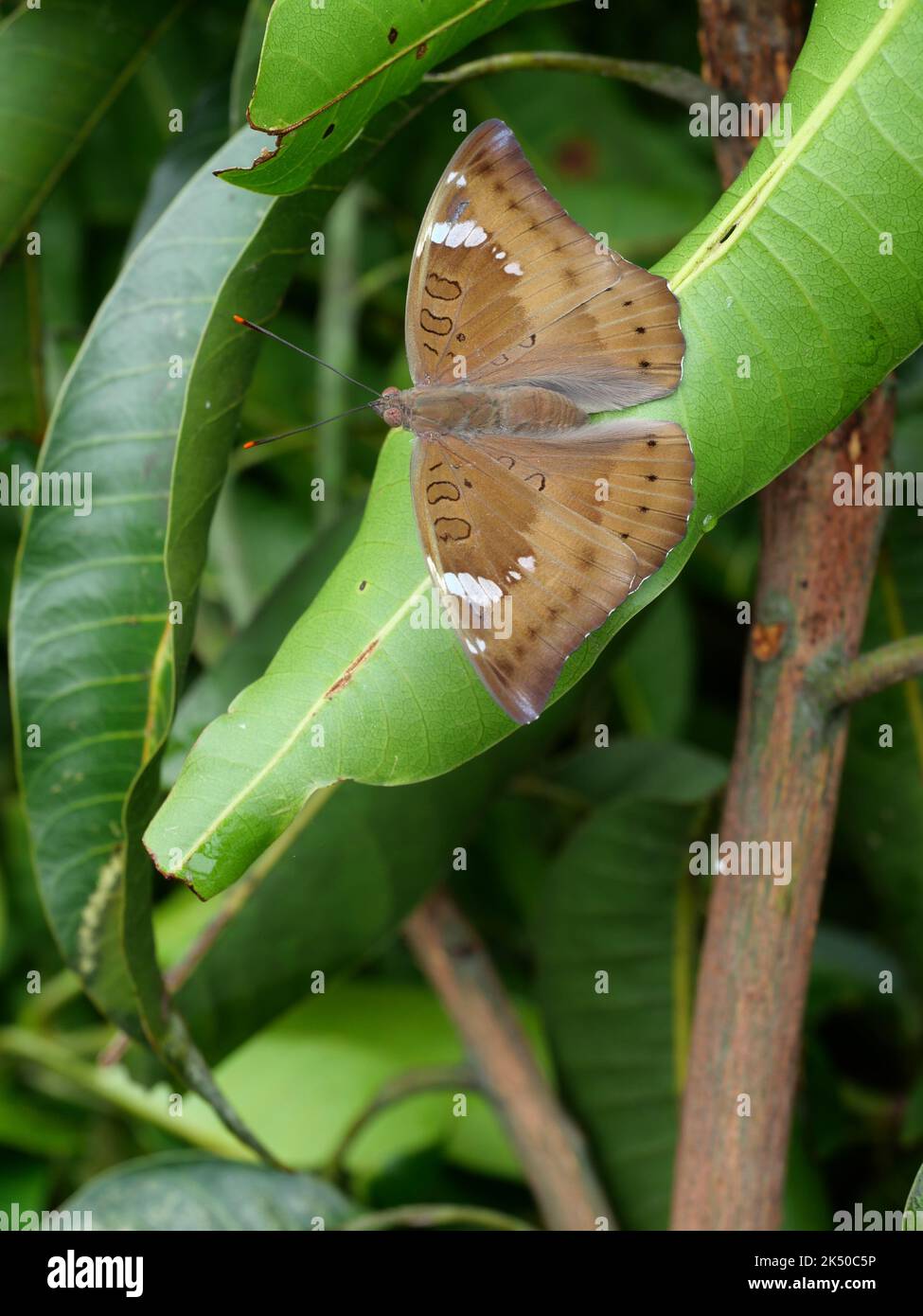 Farfalla di mango barone femmina ( euthalia acontea ) su pianta verde albero foglia, strisce bianche Trey su ala marrone di insetto Foto Stock