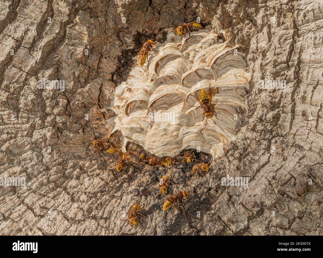 Attività intorno al nido di calabrone europeo, Vespa crabro, in cavità in una vecchia quercia. Dorset, autunno. Foto Stock