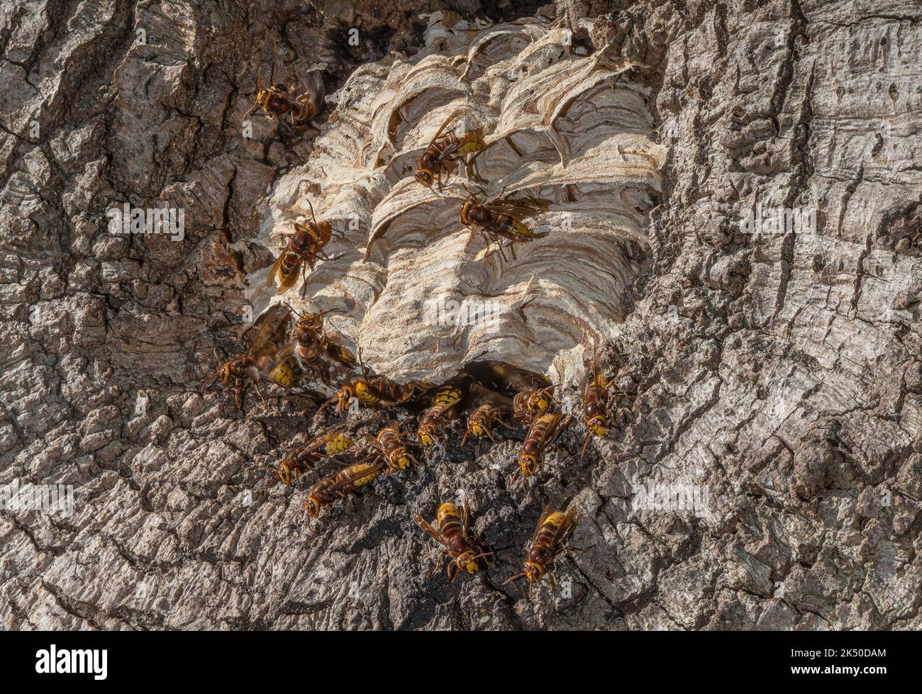 Attività intorno al nido di calabrone europeo, Vespa crabro, in cavità in una vecchia quercia. Dorset, autunno. Foto Stock