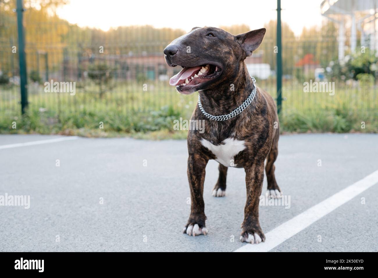 Il ritratto del giovane bel toro terrier ritratto in un colore brindato Foto Stock