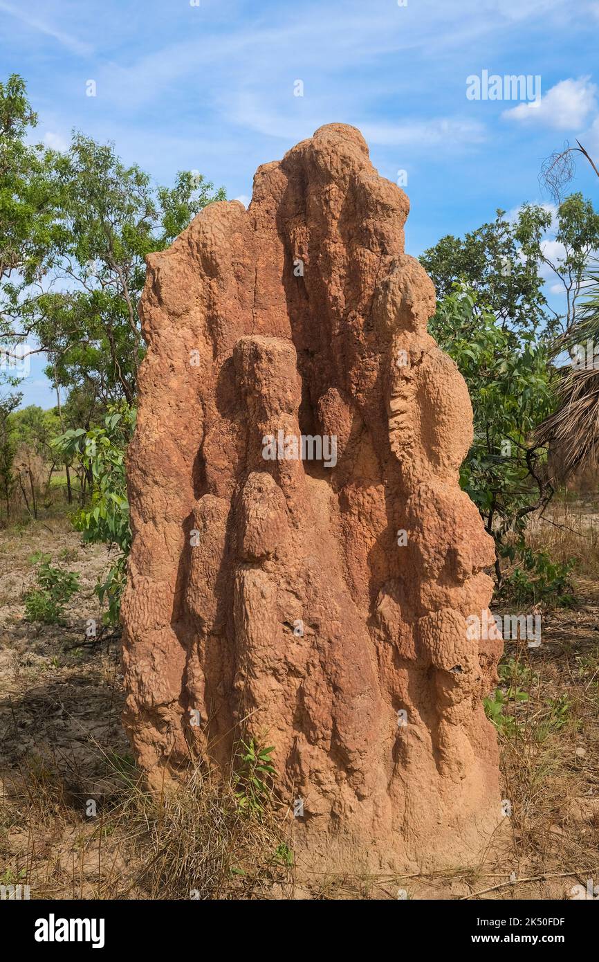 Cattedrale di Termite, Nasutitermes triodiae, tumuli di termite nel Parco Nazionale di Litchfield, nel territorio settentrionale dell'Australia. Foto Stock