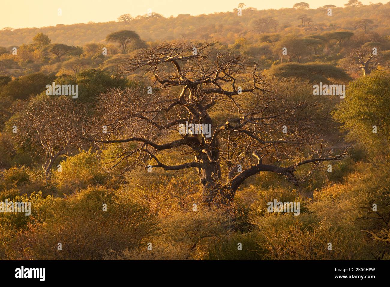 Un massiccio e antico albero di Baobab si erge fiero nella luce del tardo pomeriggio. Questi giganti del cespuglio possono raggiungere la grande età e preferiscono zone più calde più asciutte Foto Stock