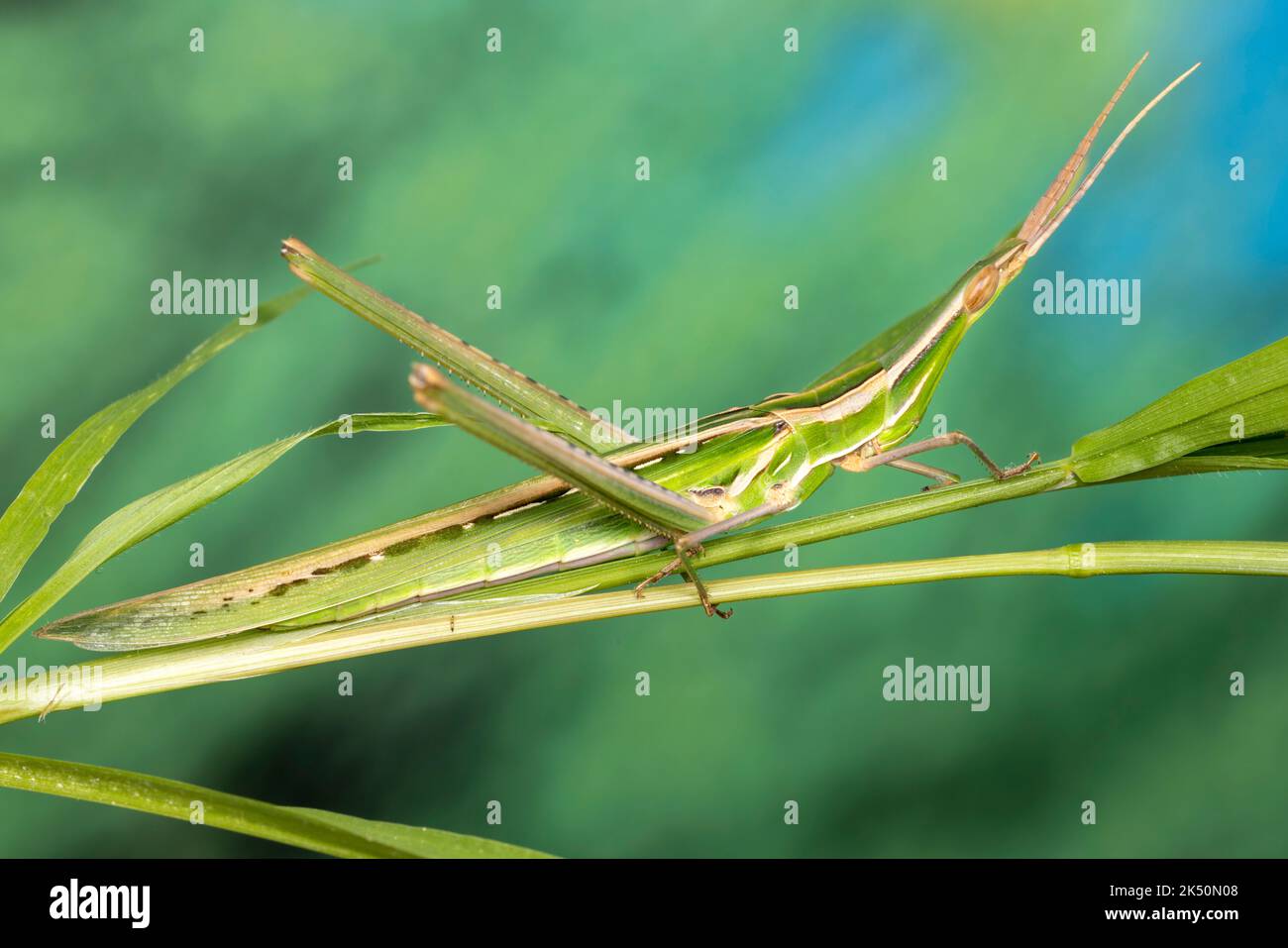 Grasshopper di fronte all'inclinazione mediterranea. Foto Stock