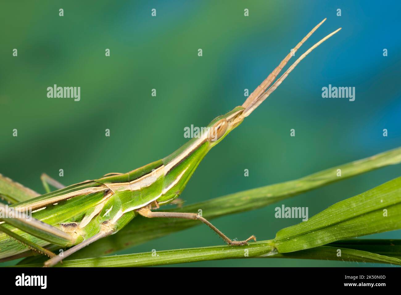 Grasshopper di fronte all'inclinazione mediterranea. Foto Stock