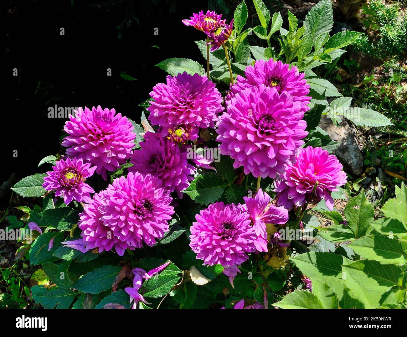 Dahlia variabilis variabilis varietà Dalina Maxi Morelia in giardino. Molti fiori rosa in sottodimensionato cespuglio, primo piano. Delicati fiori autunnali, bellezza Foto Stock