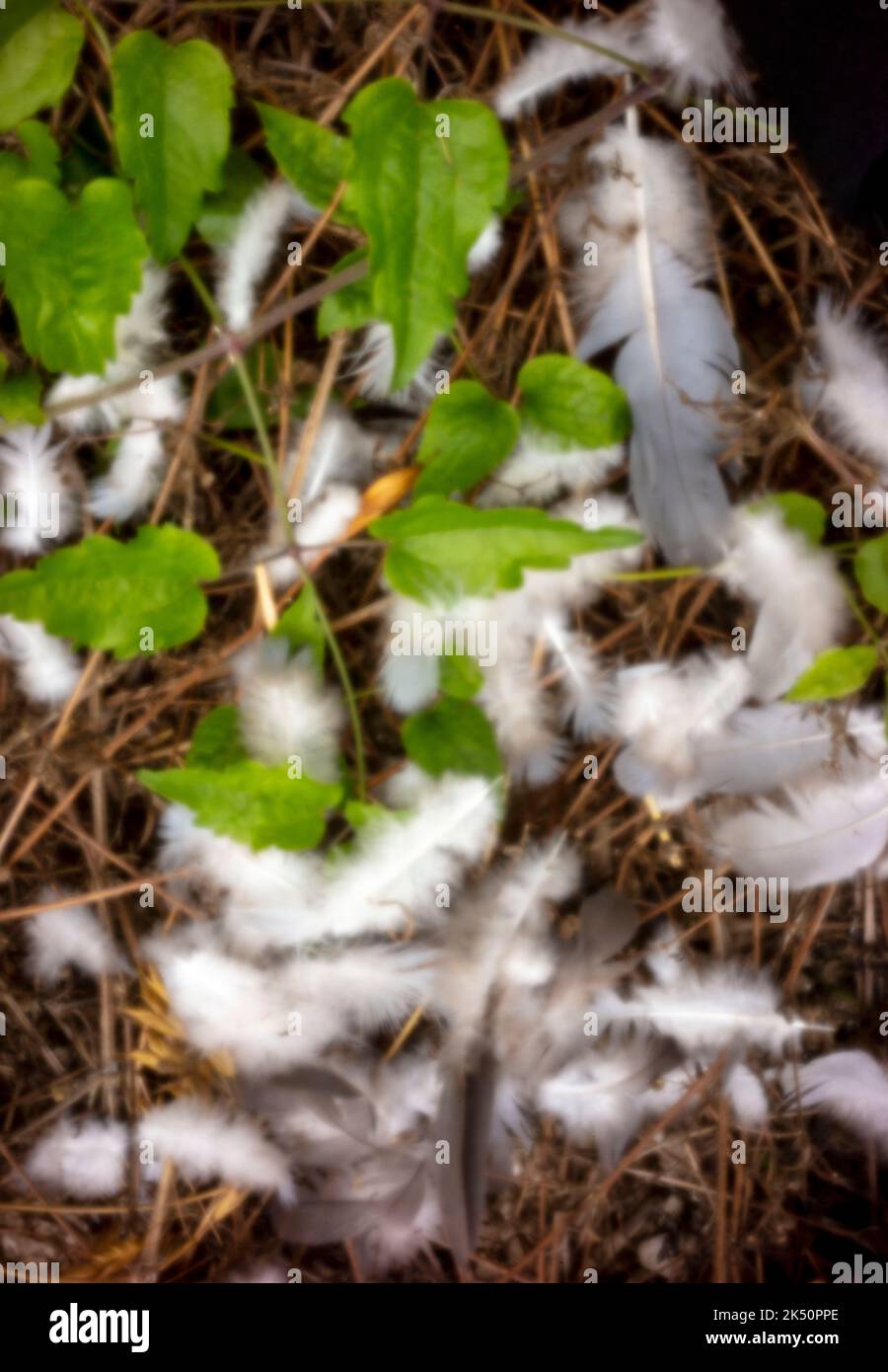 Sfida all'età, era digitale, qualità superiore, accattivante, spiccano, immagine ad alta risoluzione di piume bianche sull'erba. Fotografia senza Lensless. Foto Stock