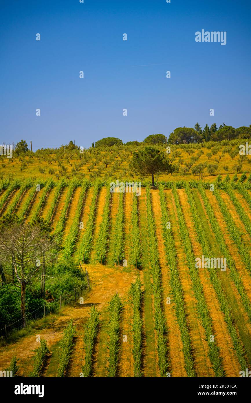 Chianti paesaggio di vigneti in Toscana, Italia Foto Stock