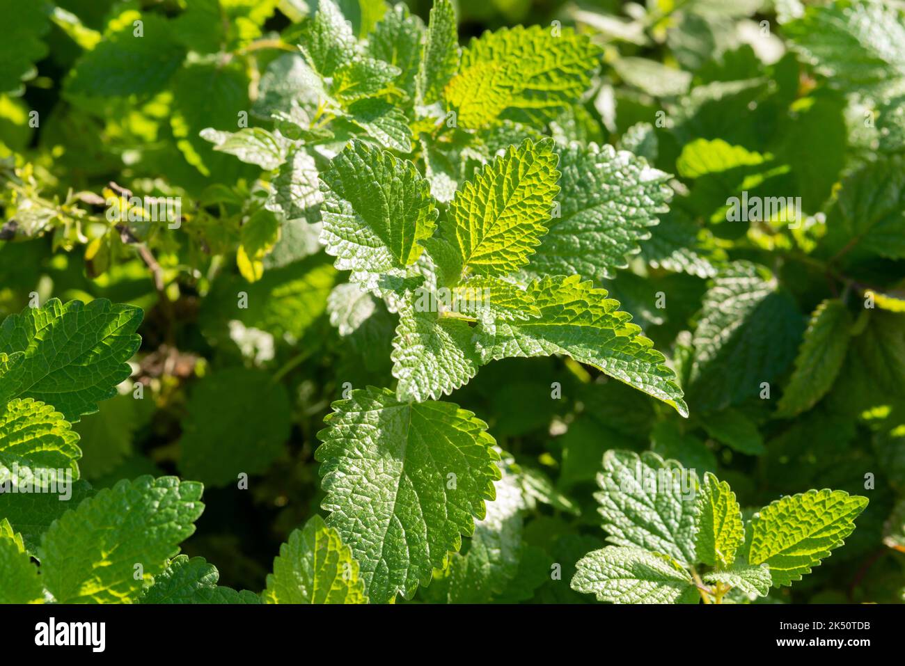 Limone Balm pianta, Melissa officinalis Foto Stock