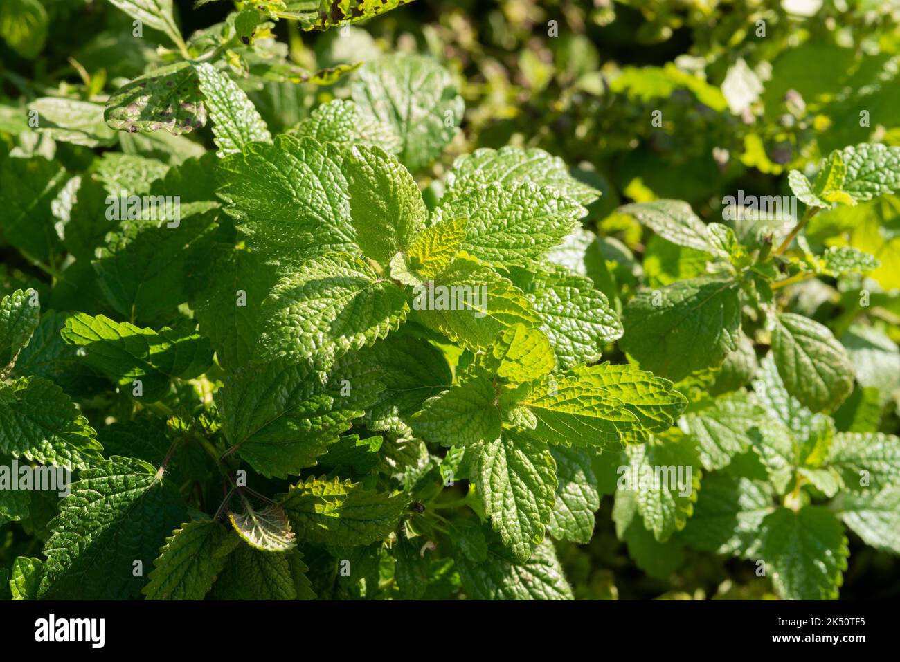 Limone Balm pianta, Melissa officinalis Foto Stock