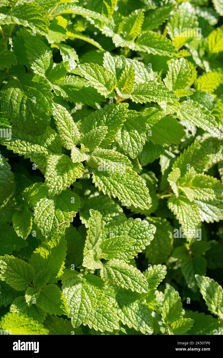 Limone Balm pianta, Melissa officinalis Foto Stock
