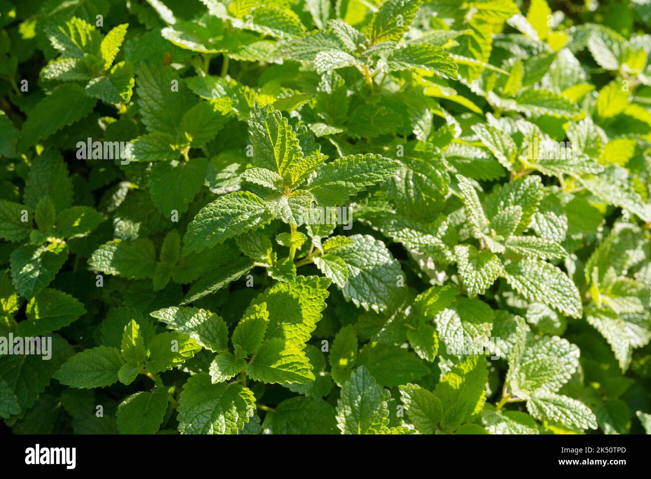 Limone Balm pianta, Melissa officinalis Foto Stock