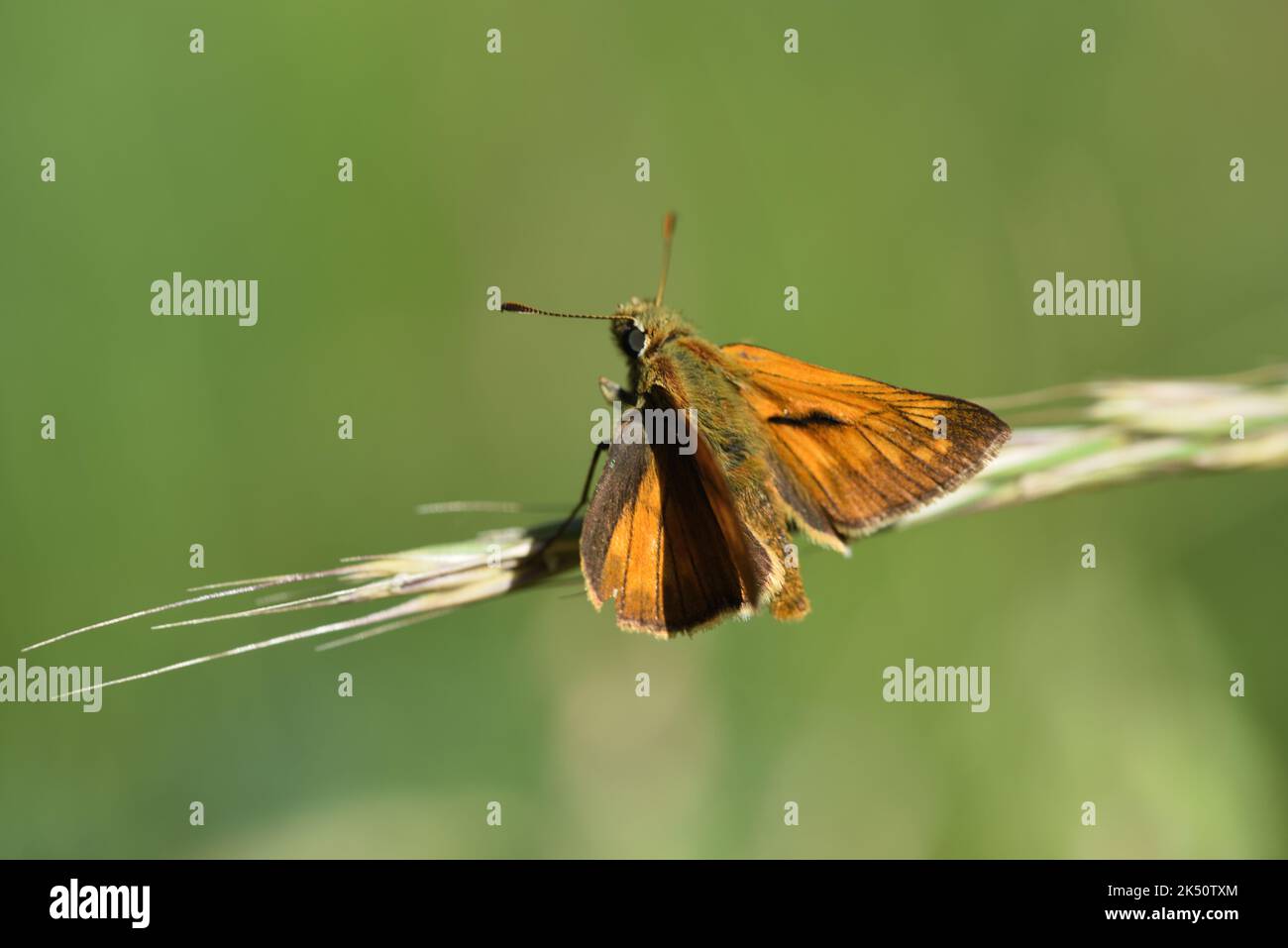 Grande Skipper Butterfly Ochlodes sylvanus. Maschio con linea scura Androconial Foto Stock