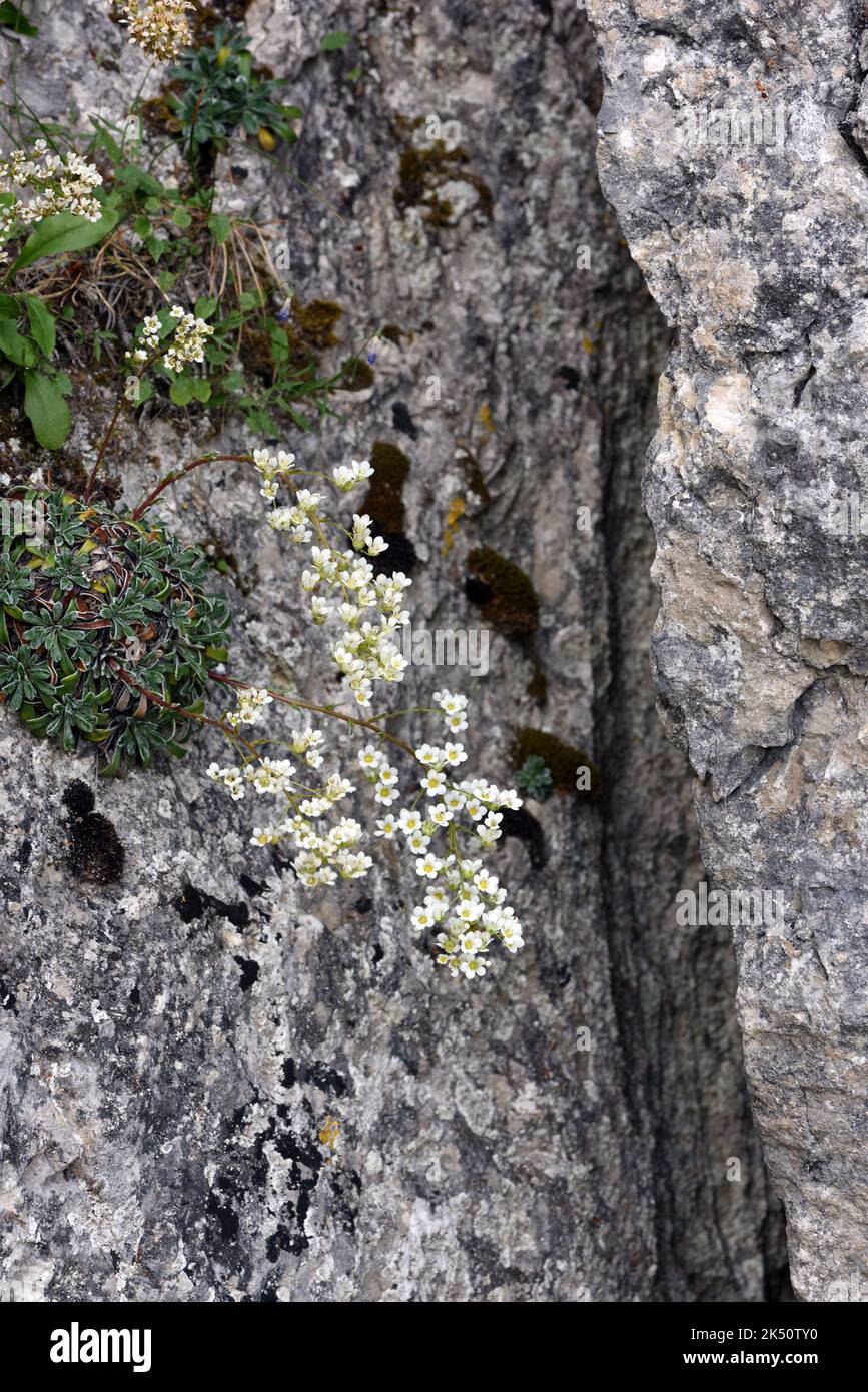 Fioritura a gambo corto Cinquefoil, Potentilla caulescens, che cresce su Cliff o sperone roccioso nella gola del Verdon Alpes-de-Haute-Provence Francia Foto Stock