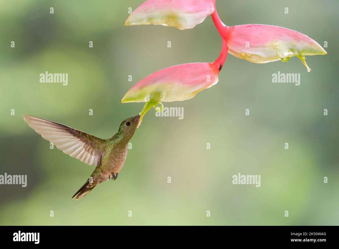 Hummingbird (Phaeochroa cuvierii) pappa di nettare su un fiore di Heliconia (Heliconia latispaha), Costa Rica. Foto Stock