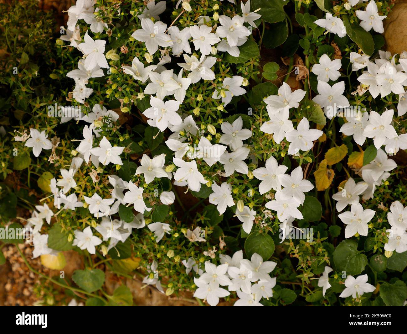 Primo piano della pianta perenne campanula isophylla Alba con fiori bianchi puri fioriti in estate e in autunno. Foto Stock