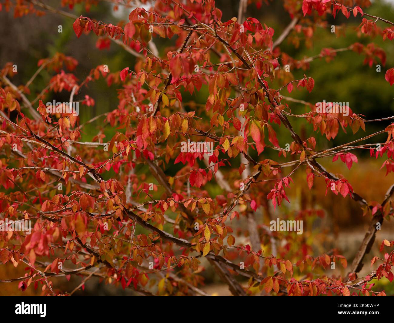 Primo piano il fogliame rosso di piccolo albero da giardino o grande cespuglio Euonymus alatus compactus con colore autunnale. Foto Stock