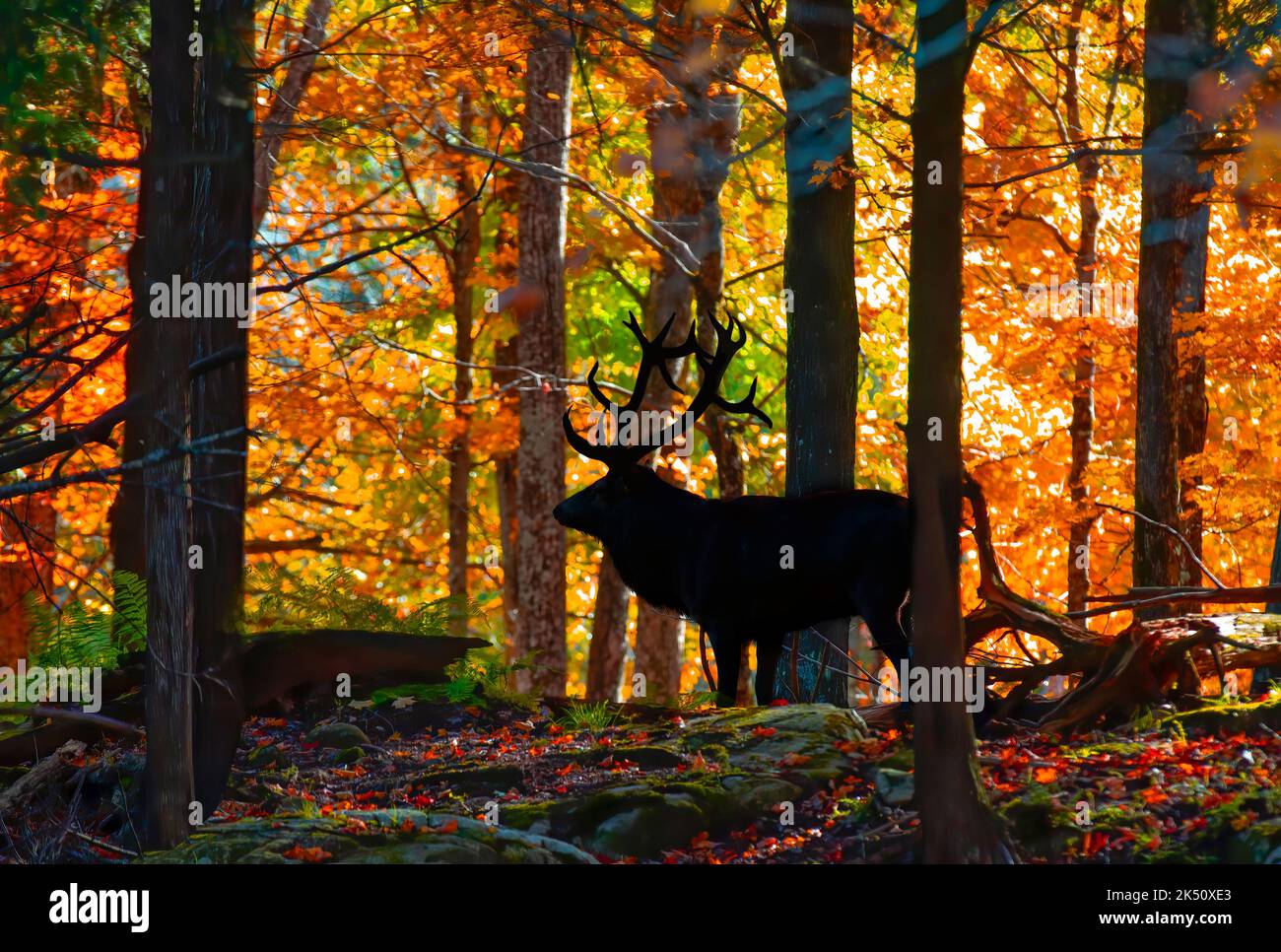 Silhouette Bull Elk con grandi corna in piedi nella foresta in autunno in Canada Foto Stock