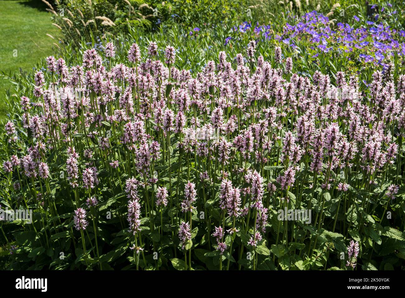 Stachys officinalis 'Rosea' Foto Stock