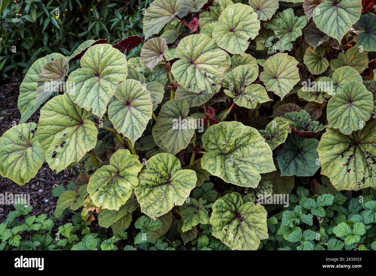 Fogliame di Begonia grandis subsp. Grandis Foto Stock