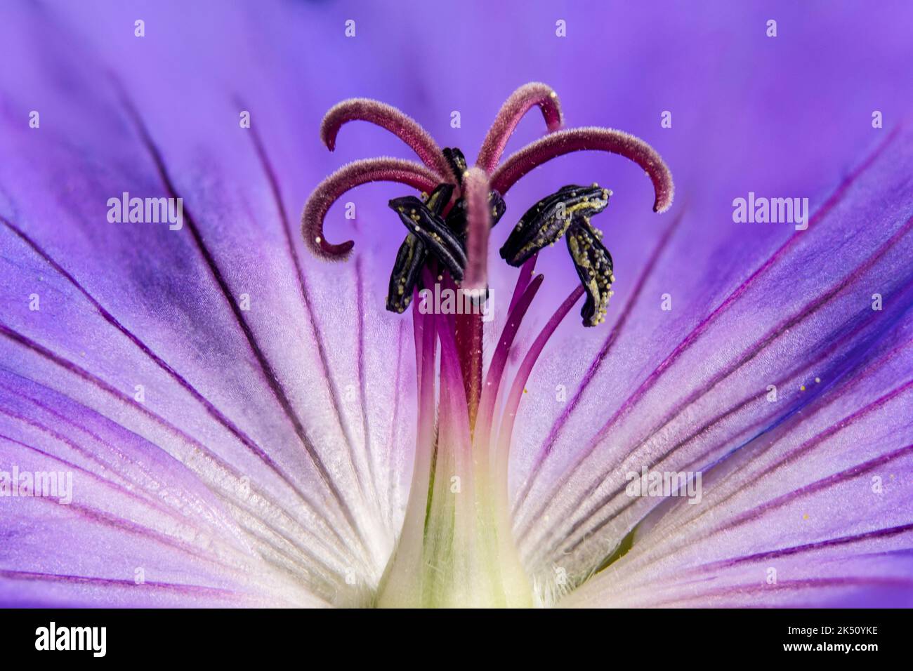 Centro di un fiore di geranio Foto Stock