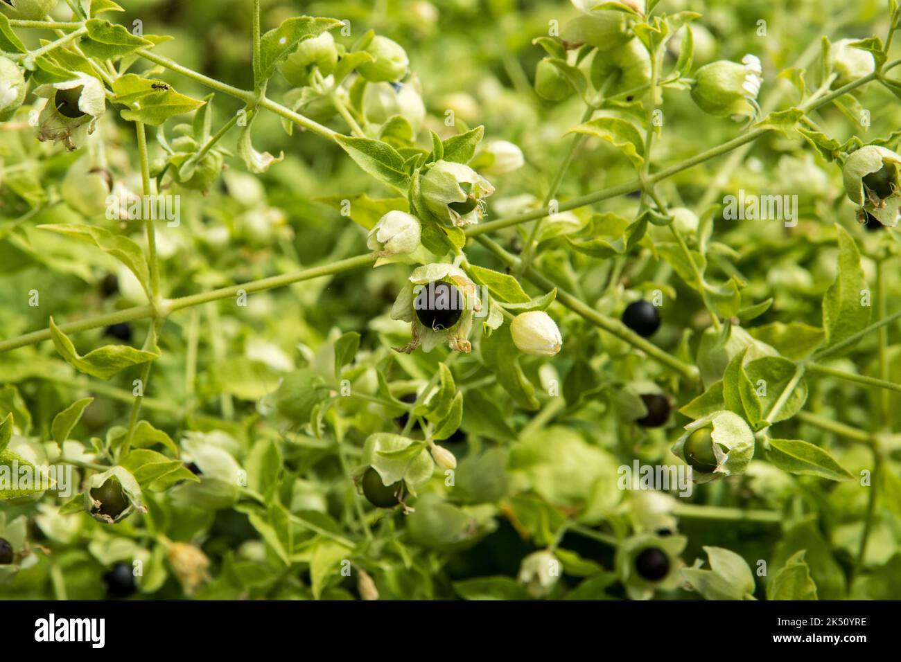 Baccifera di semi di Silene (sin. Cucubalus baccifer) Foto Stock