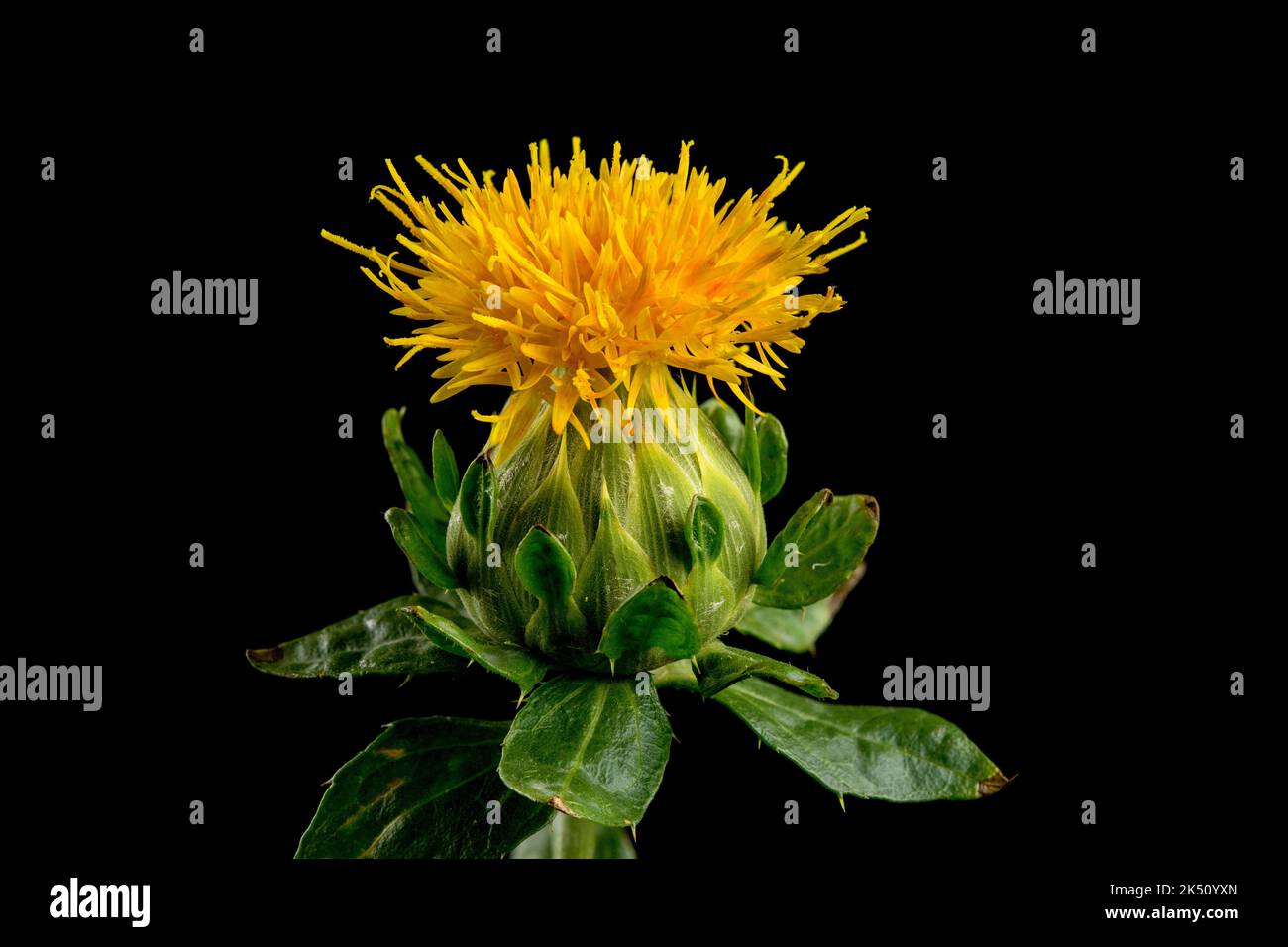 Un unico fiore di Cartamus tinctorius Foto Stock