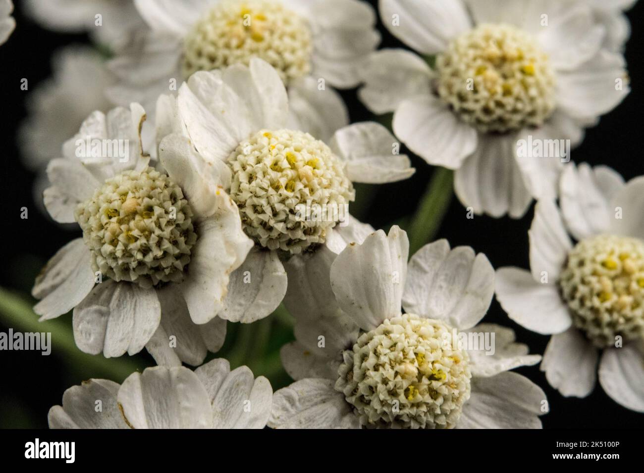 Primo piano dei fiori di Achillea ptarmica Foto Stock