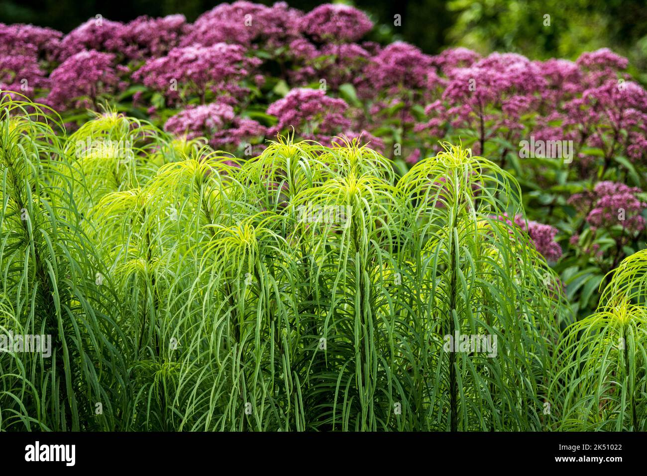 Helianthus salicifolius e Eupiatorium Foto Stock
