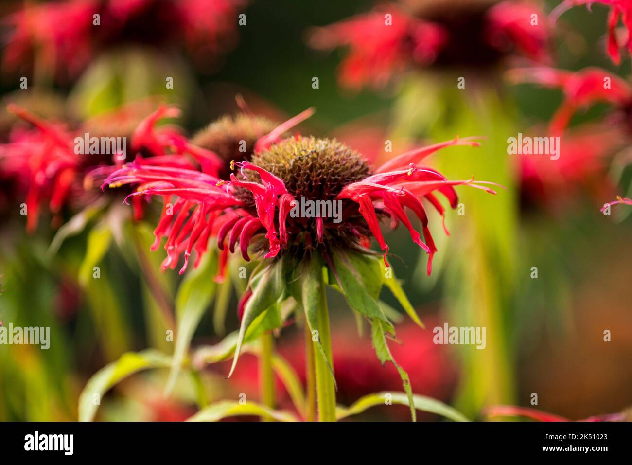 Monarda 'Squaw' Foto Stock