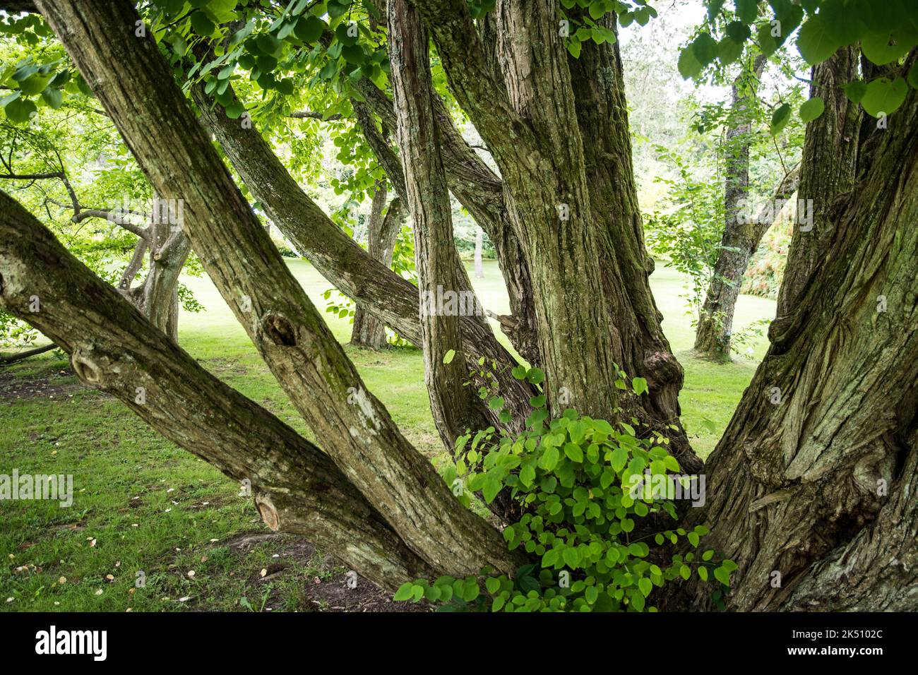 Cercidiphyllum japonicum - Kadsura Foto Stock