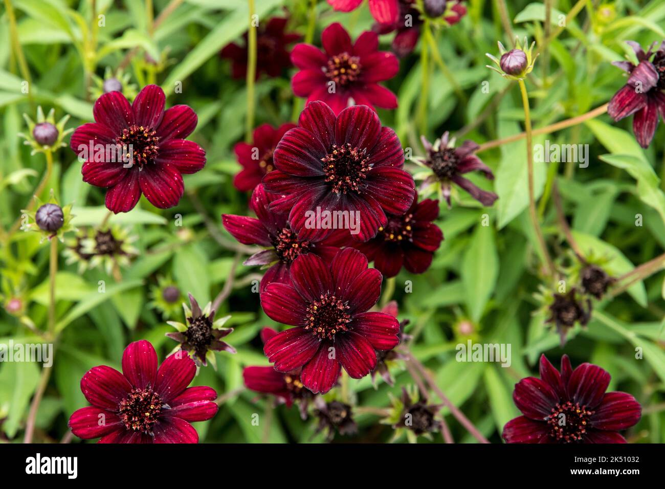 I fiori bruni al cioccolato di Cosmos atrosanguineus Foto Stock