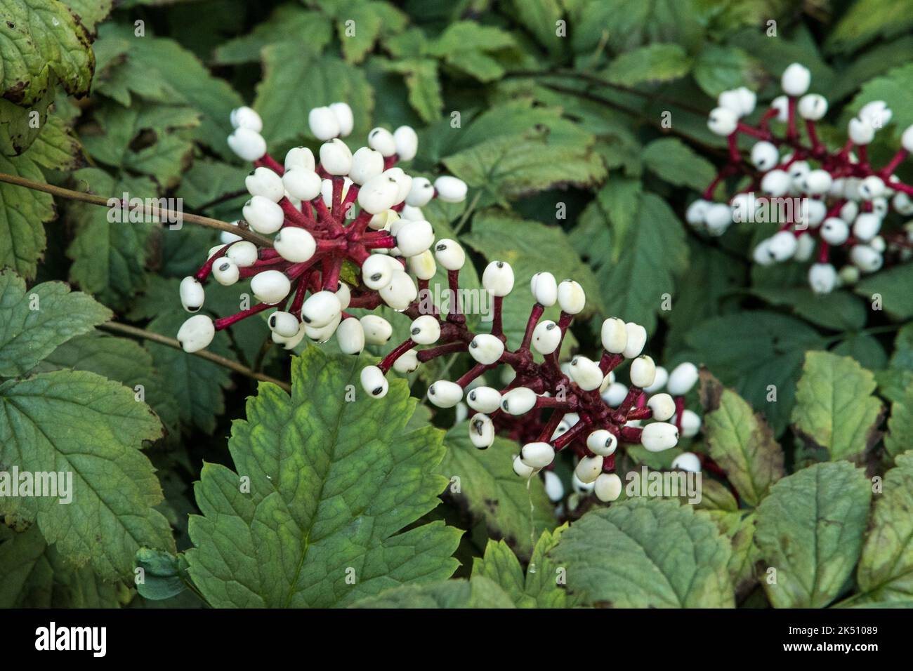 Le bacche bianche di Actaea pachypoda 'foglia d'Argento' Foto Stock