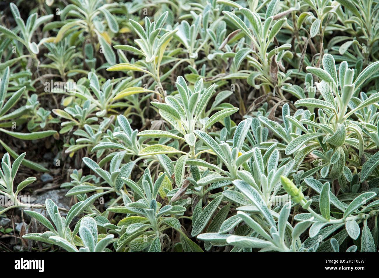 Il grigio Sideritis syriaca ha lasciato Foto Stock