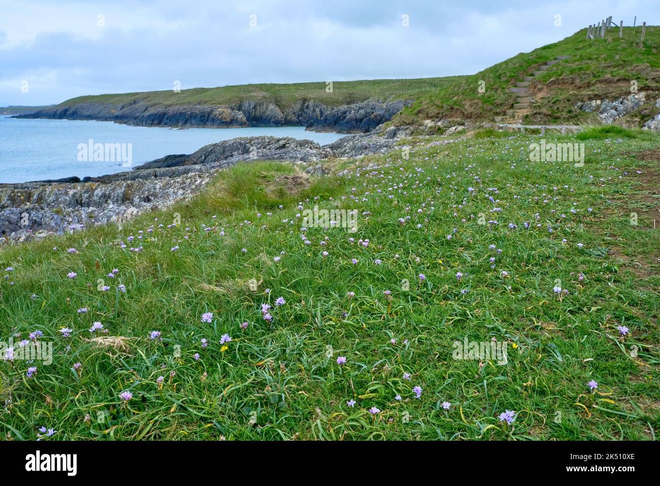 Fiori selvatici decorano le cime della penisola di Llyn lungo il Wales Coast Path Foto Stock