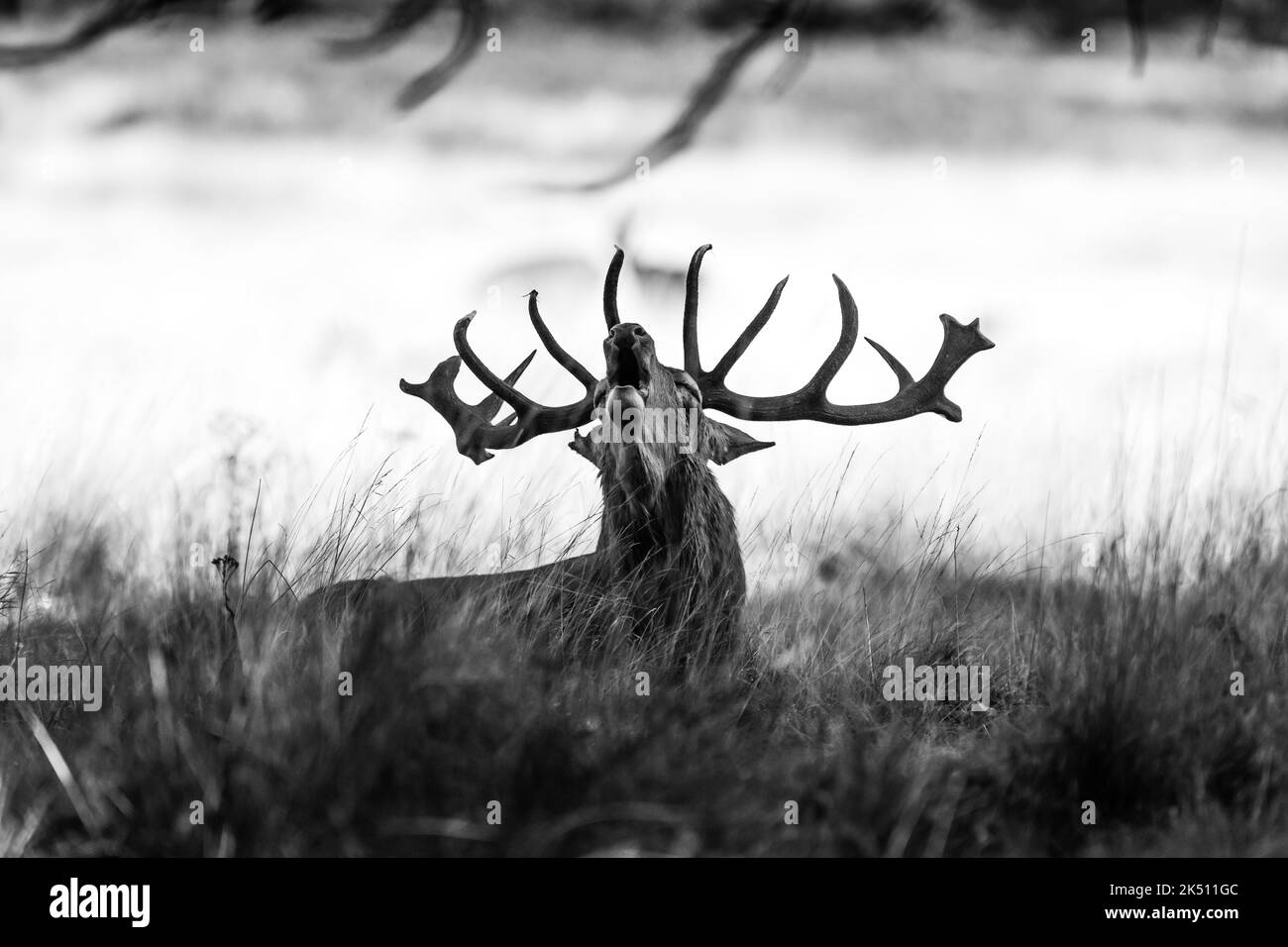 Cervus elaphus, cervo rosso pugnale in stagione rutting difendendo le loro femmine da altri maschi fino a quando sono pronti per l'accoppiamento Foto Stock