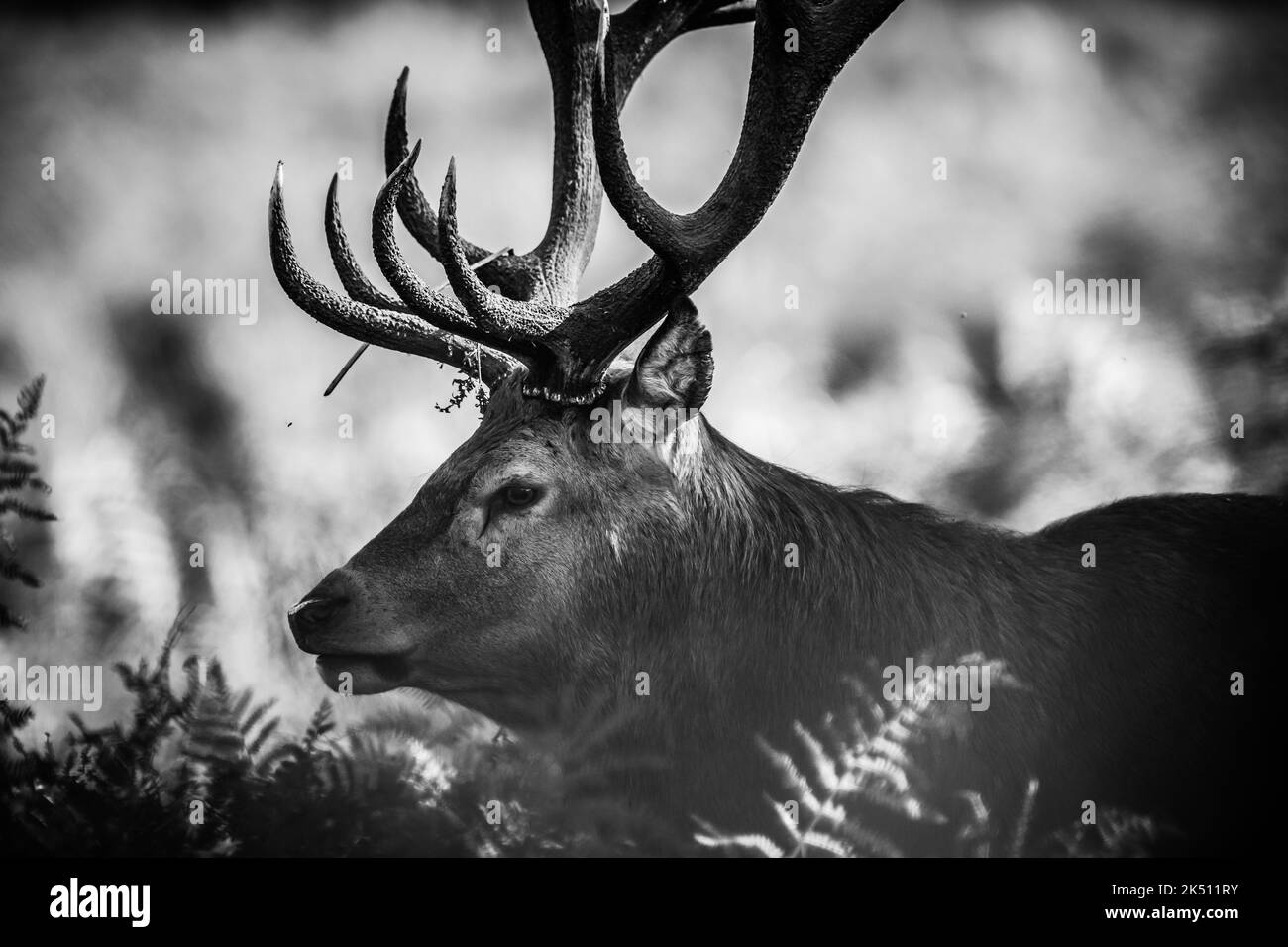 Cervus elaphus, cervo rosso pugnale in stagione rutting difendendo le loro femmine da altri maschi fino a quando sono pronti per l'accoppiamento Foto Stock