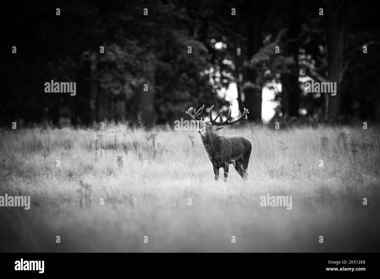 Cervus elaphus, cervo rosso pugnale in stagione rutting difendendo le loro femmine da altri maschi fino a quando sono pronti per l'accoppiamento Foto Stock