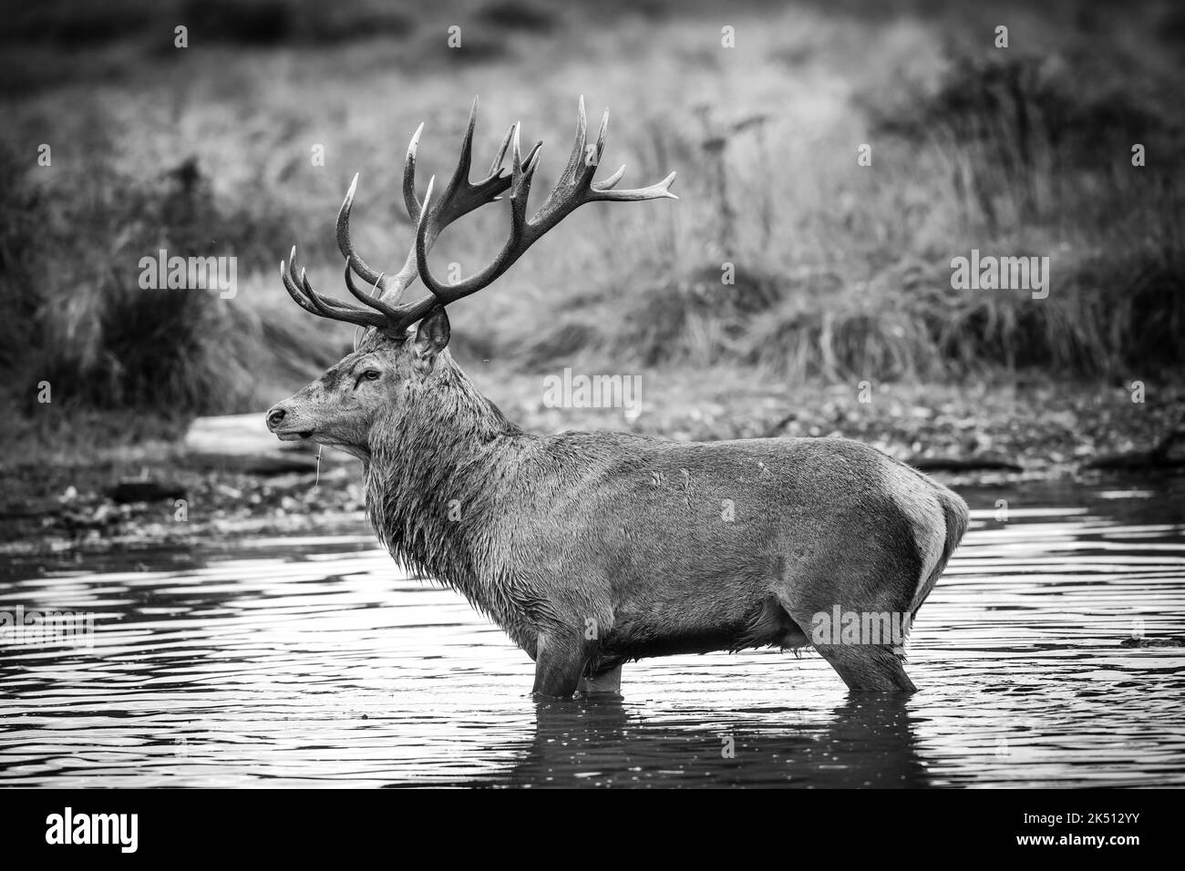 Cervus elaphus, cervo rosso pugnale in stagione rutting difendendo le loro femmine da altri maschi fino a quando sono pronti per l'accoppiamento Foto Stock