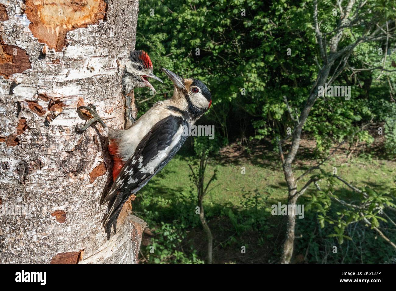 Picchio macinato maggiore; Dendrocopos maggiore; Adulti e giovani a Nest; Regno Unito Foto Stock