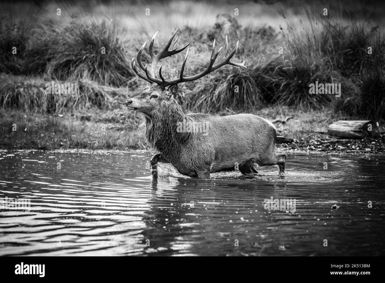 Cervus elaphus, cervo rosso pugnale in stagione rutting difendendo le loro femmine da altri maschi fino a quando sono pronti per l'accoppiamento Foto Stock