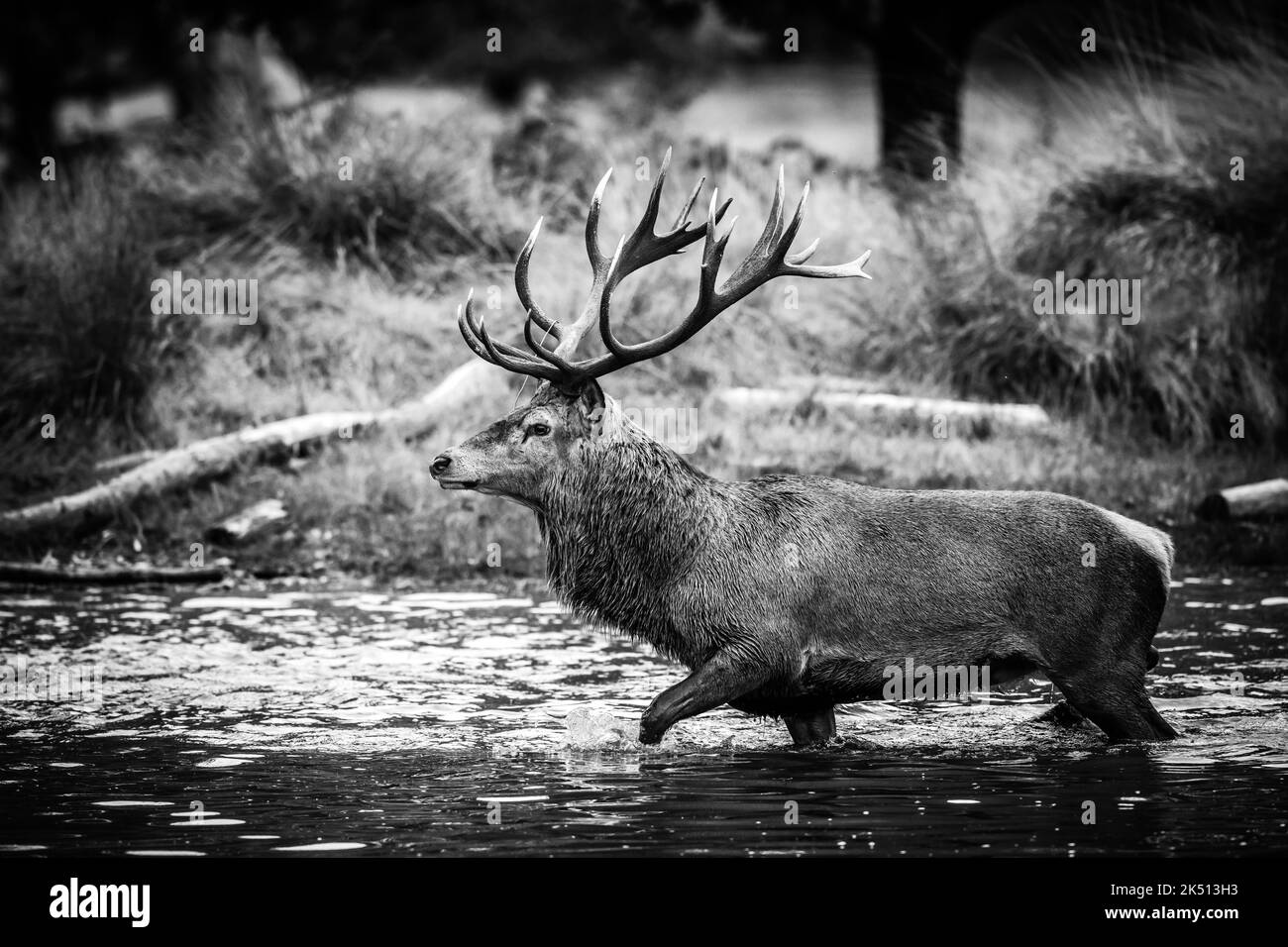 Cervus elaphus, cervo rosso pugnale in stagione rutting difendendo le loro femmine da altri maschi fino a quando sono pronti per l'accoppiamento Foto Stock
