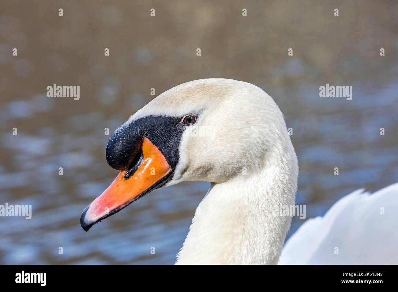 Mute Swan; Cygnus olor; maschio; Ritratto; UK Foto Stock