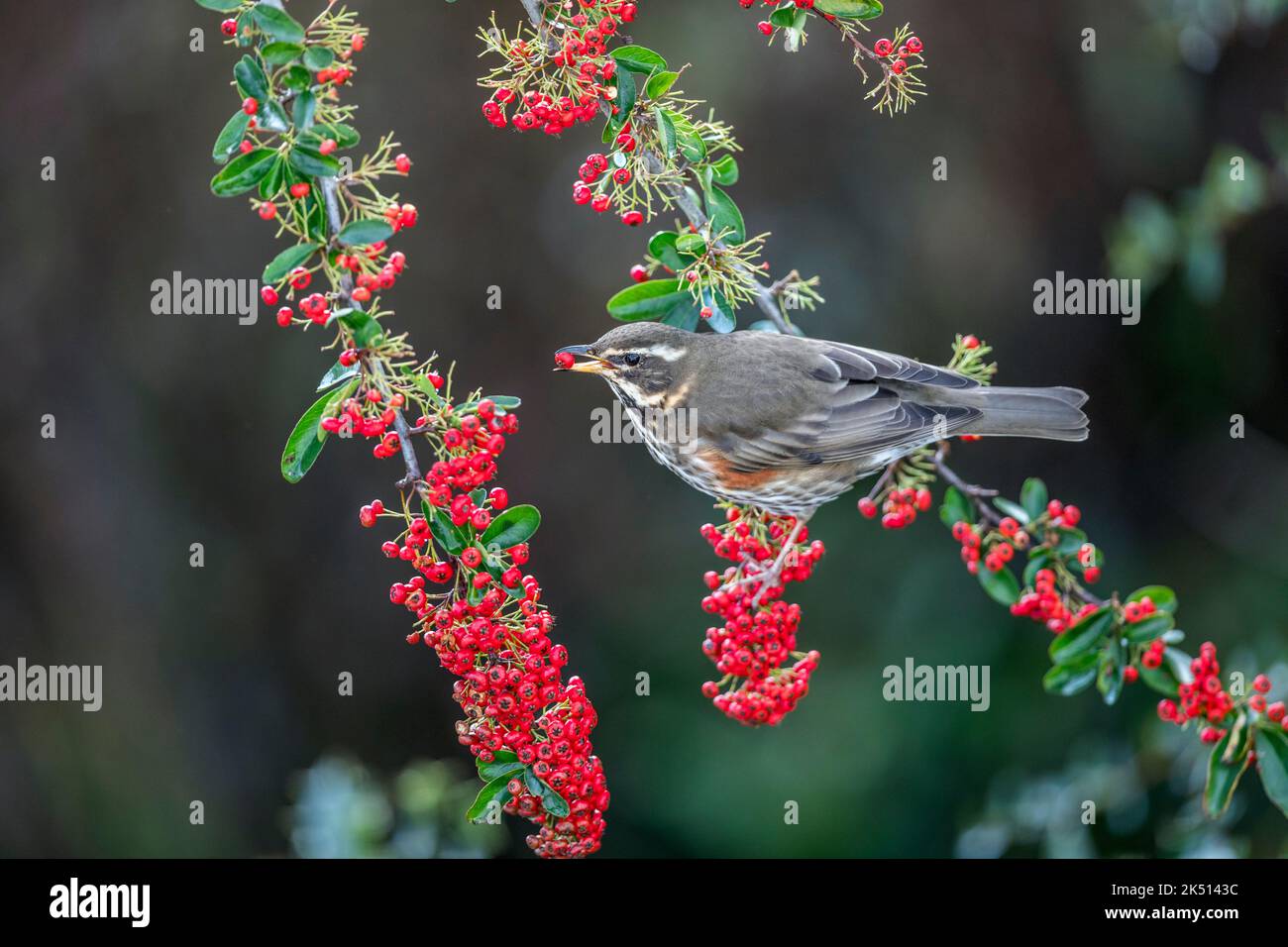 Redwing; Turdus iliacus; su Pyracantha Eating Berry; UK Foto Stock