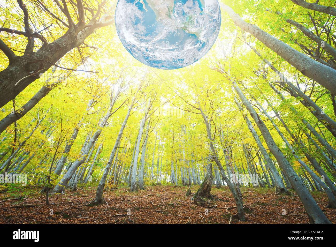 Le foreste sono importanti per il nostro pianeta Terra. Elementi di questa immagine forniti dalla NASA. Foto Stock