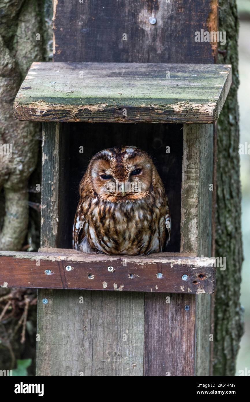 Tawny Owl; Strix Aluco; in Nest Box; UK Foto Stock