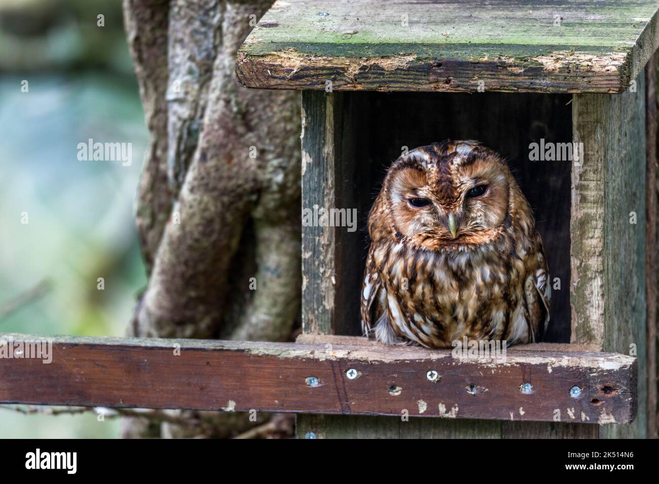 Tawny Owl; Strix Aluco; in Nest Box; UK Foto Stock