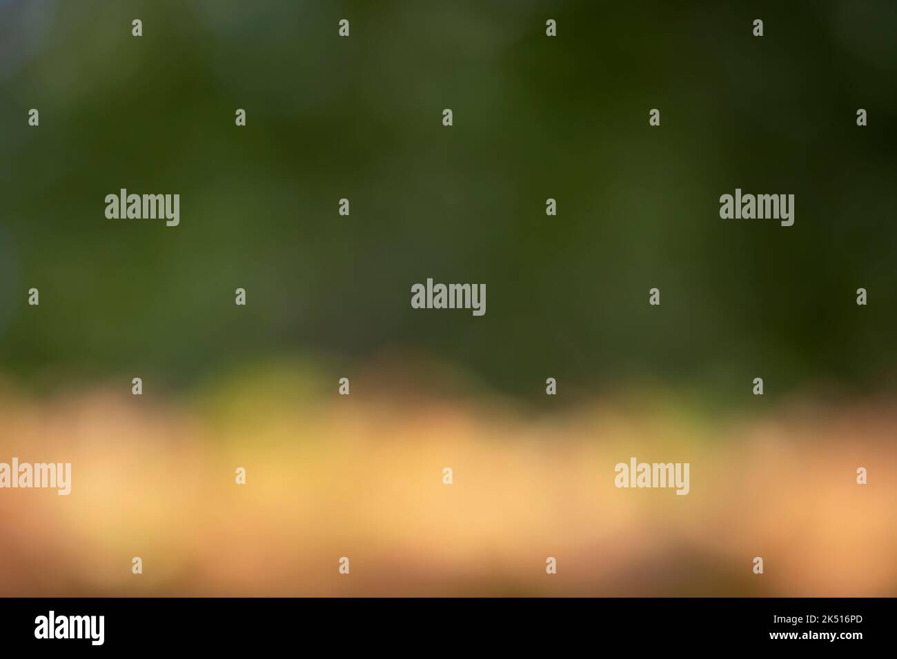 sfondo della natura fuori fuoco, con striature gialle e arancioni, terreno felce e querce fuori fuoco. bokeh. toni autunnali. natura. Foto Stock