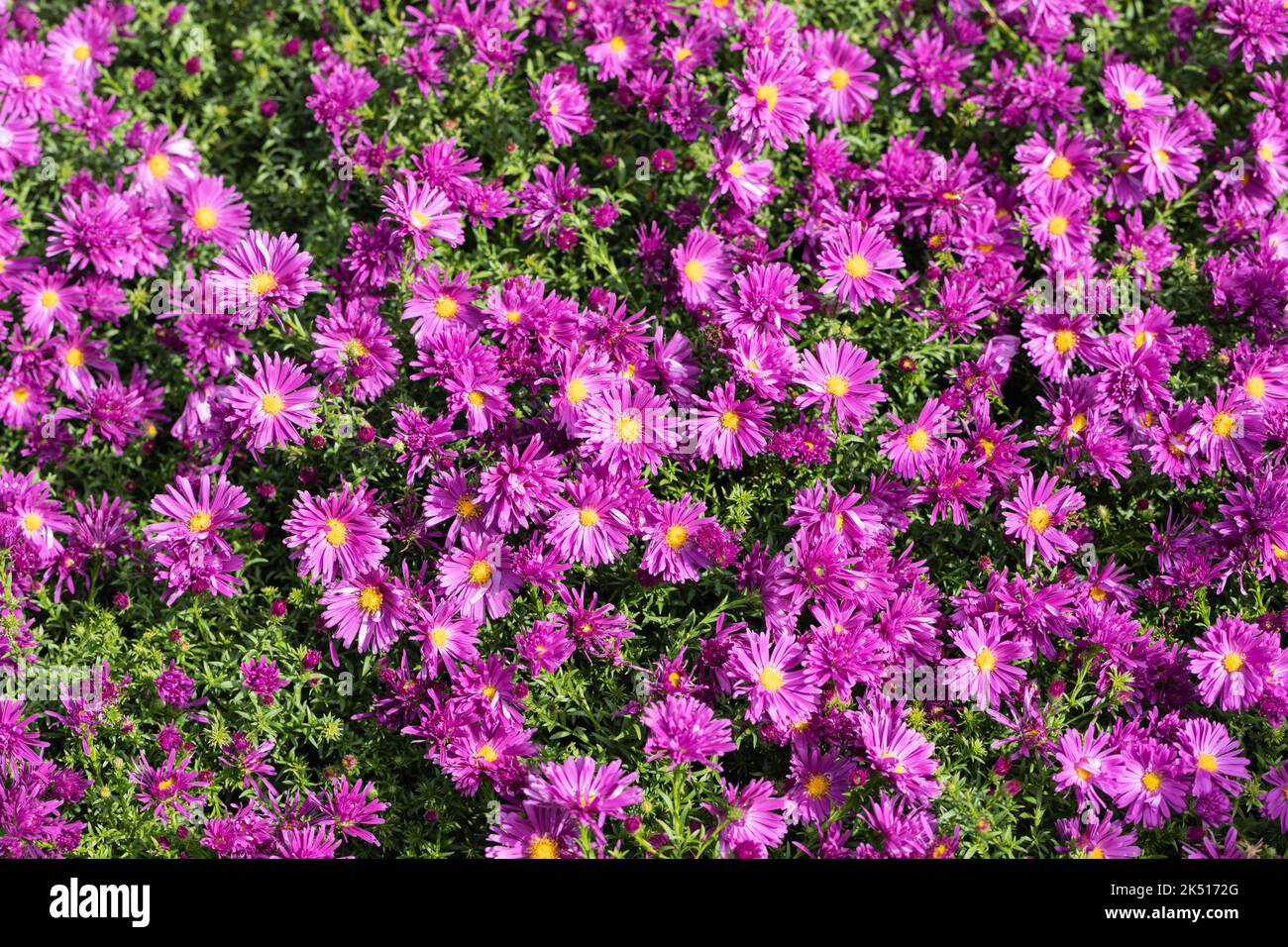 Rosa viola Aster fiori in autunno, Dorset, Inghilterra Foto Stock